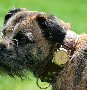 Köpeğine Rolex aldı