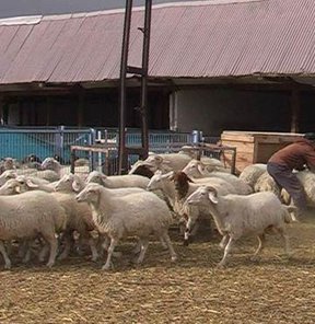 Kurban alacaklara müjde