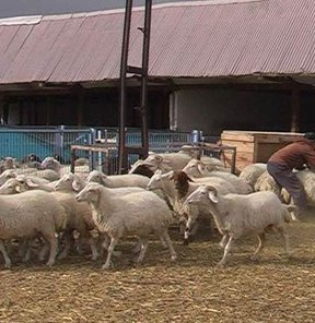 Kurban alacaklara müjde