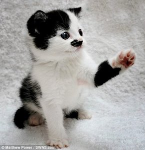 İngiltere’nin ‘Kitler’i